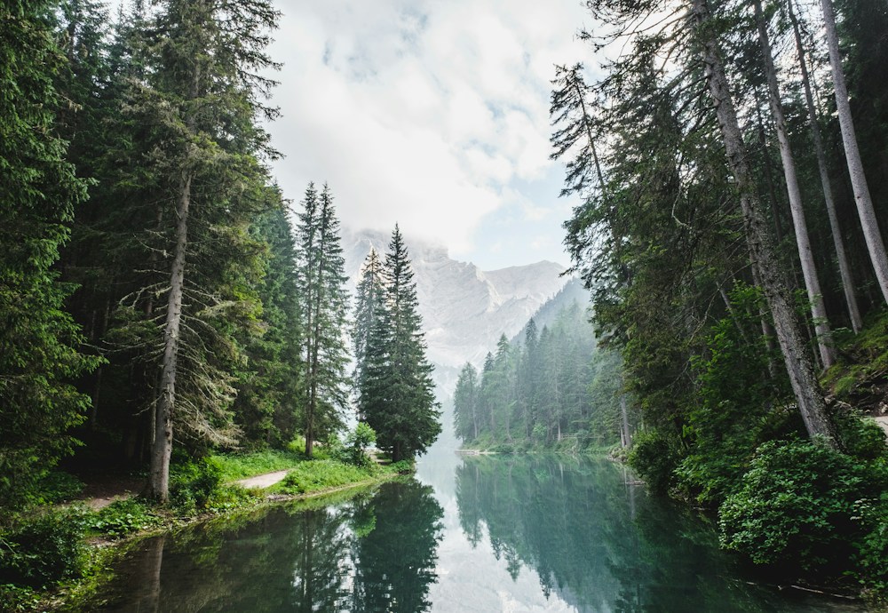 Still water reflecting evergreens, with soft light over a distant mountain
